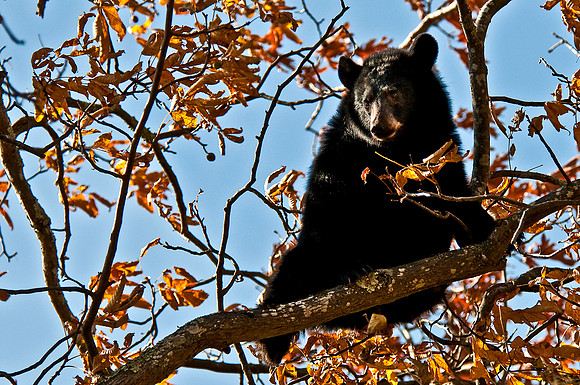 Black Bear in Shenandoah National Park