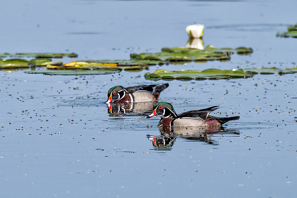 Wood Ducks
