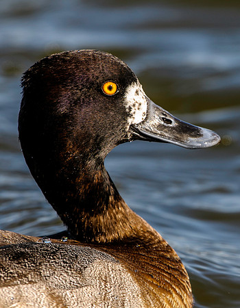 Ring-necked Duck