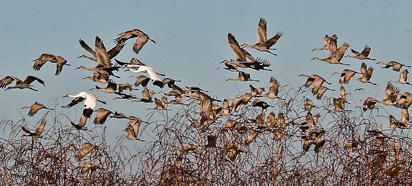 Sandhill and Whooping Cranes
