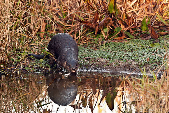 Otter Entering Water