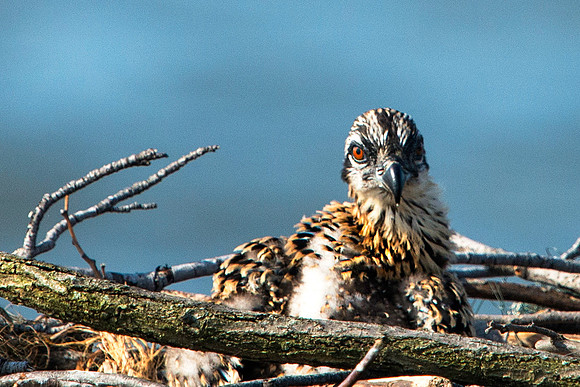 Osprey Chick
