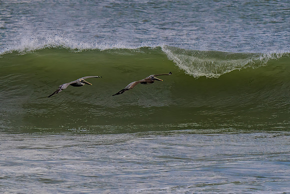 Pelicans 2 wWave