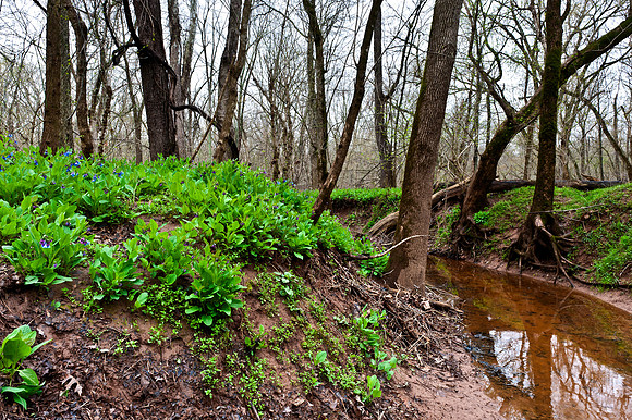 Virginia Bluebells at Merrimac Farm Wildlife Management Area, VA