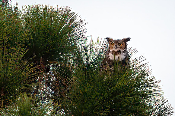 Great Horned Owl - Heathrow