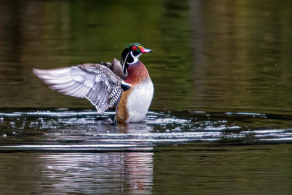 Wood Duck - Heathrow