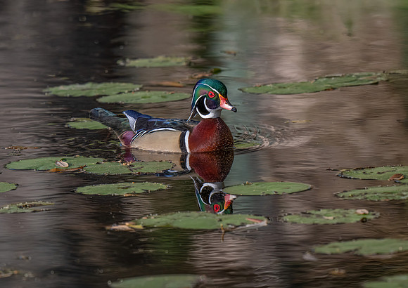 Wood Duck Drake 2