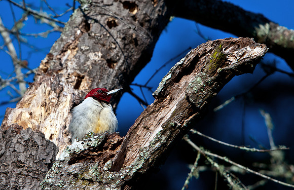 Redheaded Woodpecker