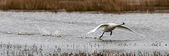 Tundra Swan Take Off