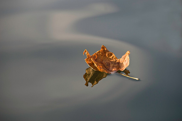 Leaf Floating on Lake Montclair, VA