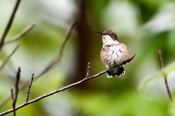 Ruby-Throated Hummingbird