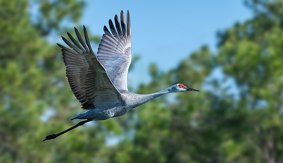 Flying Sandhill Crane