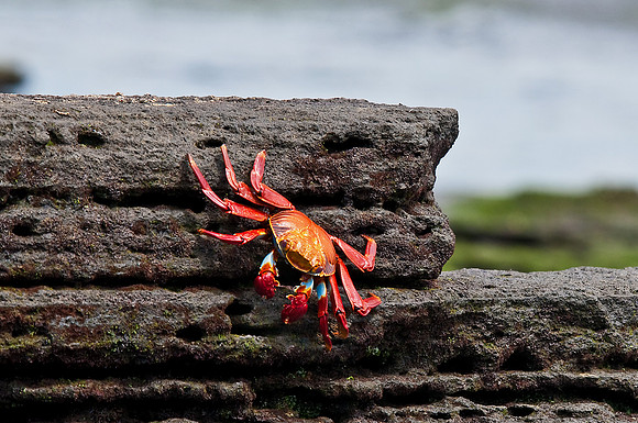 Sally Lightfoot Crab