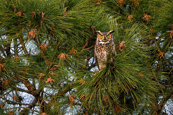 Great Horned Owl in Pine Tree