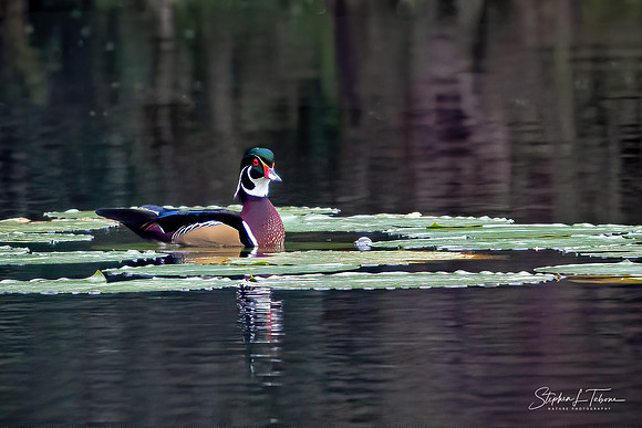 Wood Duck by Lillypads