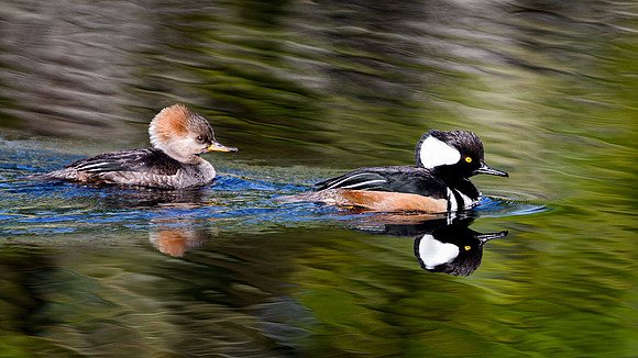 Hooded Mergansers
