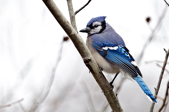 Bluejay