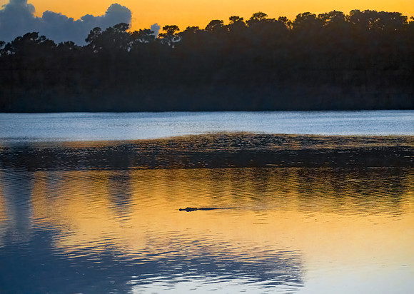 Gator Bivens Lake Sunset