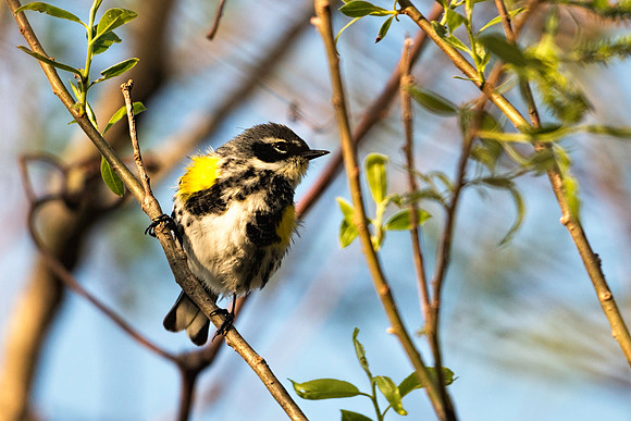 Yellow-rumped Warbler