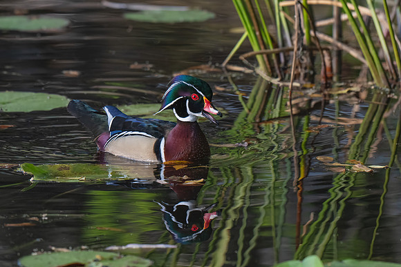 Wood Duck Drake