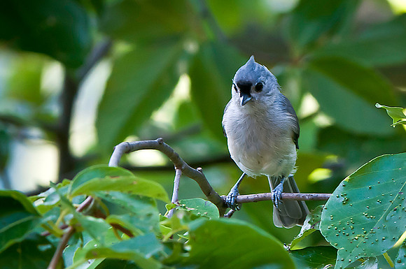 Titmouse