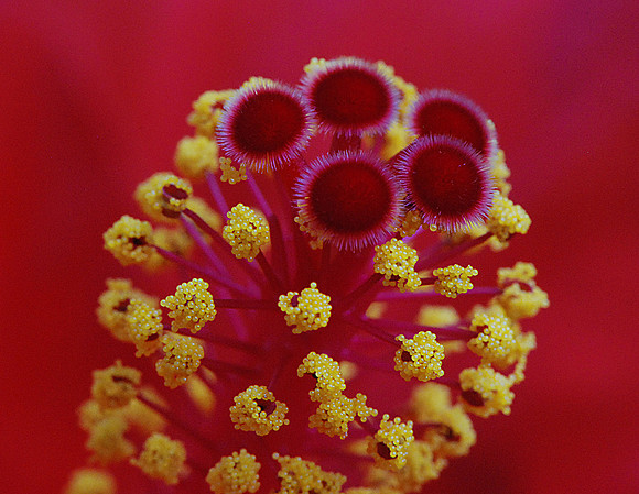 Hibiscus