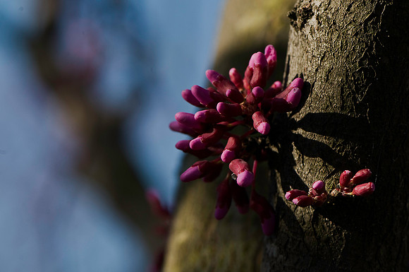 Redbud Tree 2