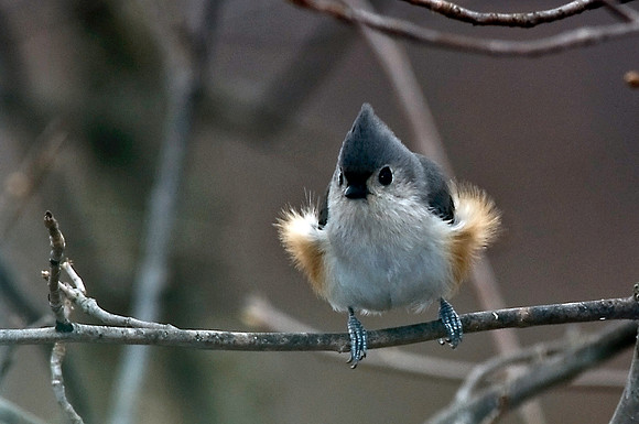Titmouse