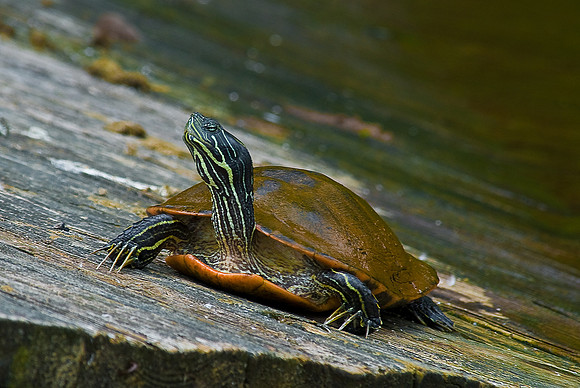 River Cooter, Lake Montclair, VA