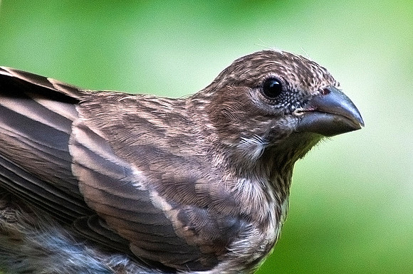 Female House Finch