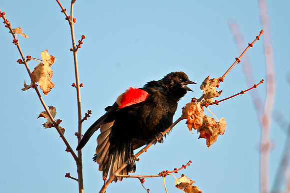 Red-winged Blackbird