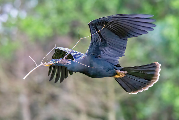Anhinga with Nesting Material