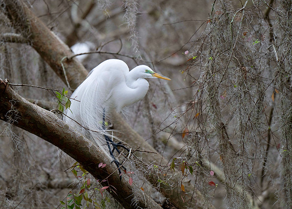 Great Egret in Mating Plumage