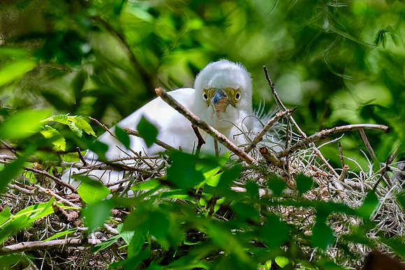 Egret Chick - Eyeball to Eyeball/Lens