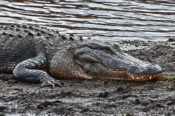 Alligator at Paynes Prairie State Preserve