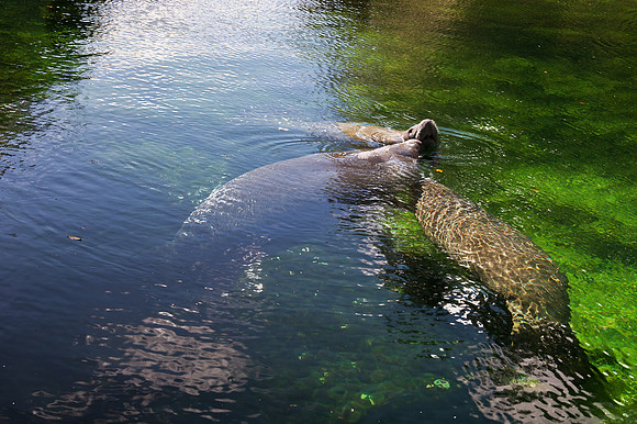 Manatee Love and Affection