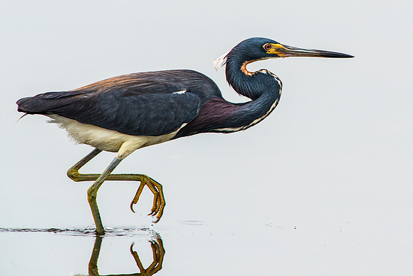 Tricolored Heron