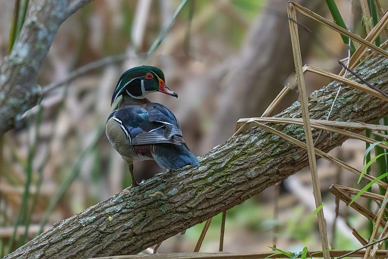 Stephen L Tabone Nature Photography | Home Page Slideshow