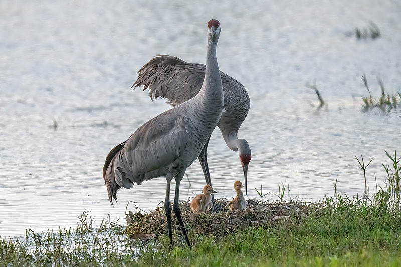 Stephen L Tabone Nature Photography | Home Page Slideshow