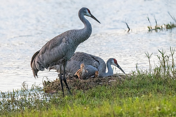 Crane Family