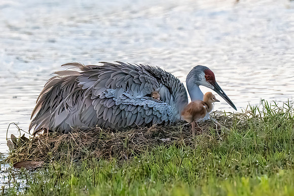 Crane Family
