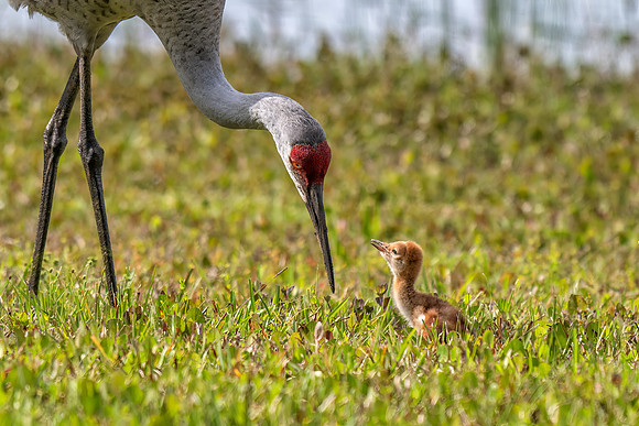Crane Mom and Colt