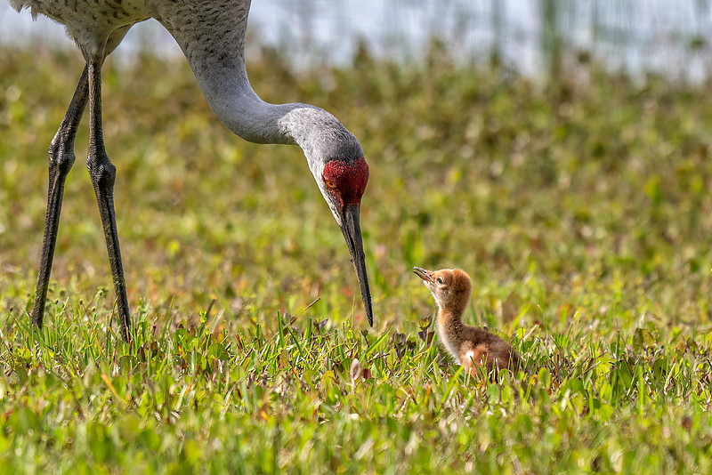 Stephen L Tabone Nature Photography | Home Page Slideshow
