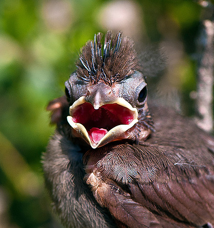 Cardinal Fledgling