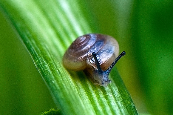 Tiny Snail