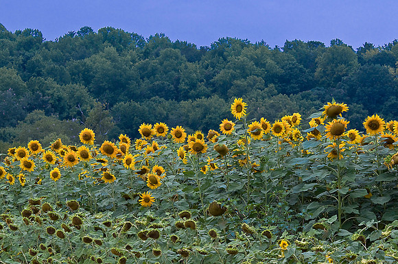 Ashville, NC
