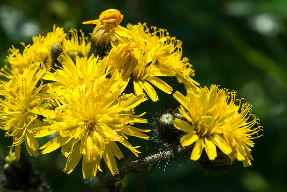 Rattlesnake Hawkweed