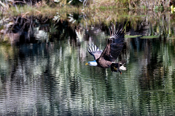 Eagle with Moorhen in its Talons