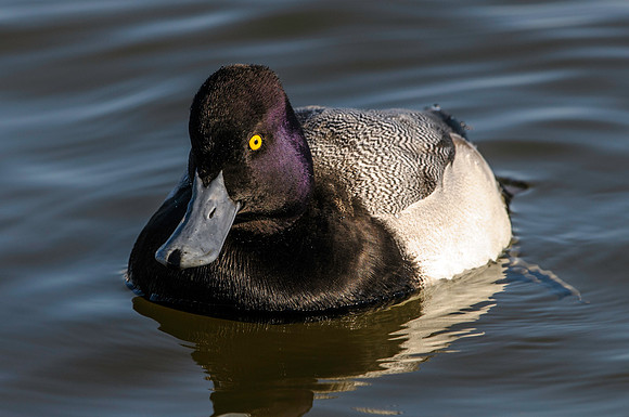 Lesser Scaup