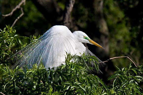 Great White Egret on Nest_